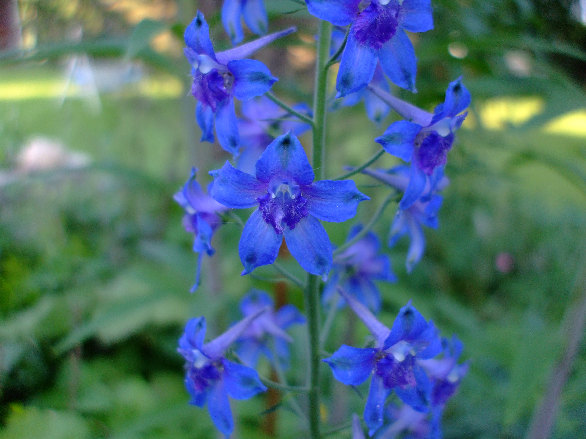 Delphinium nuttallii